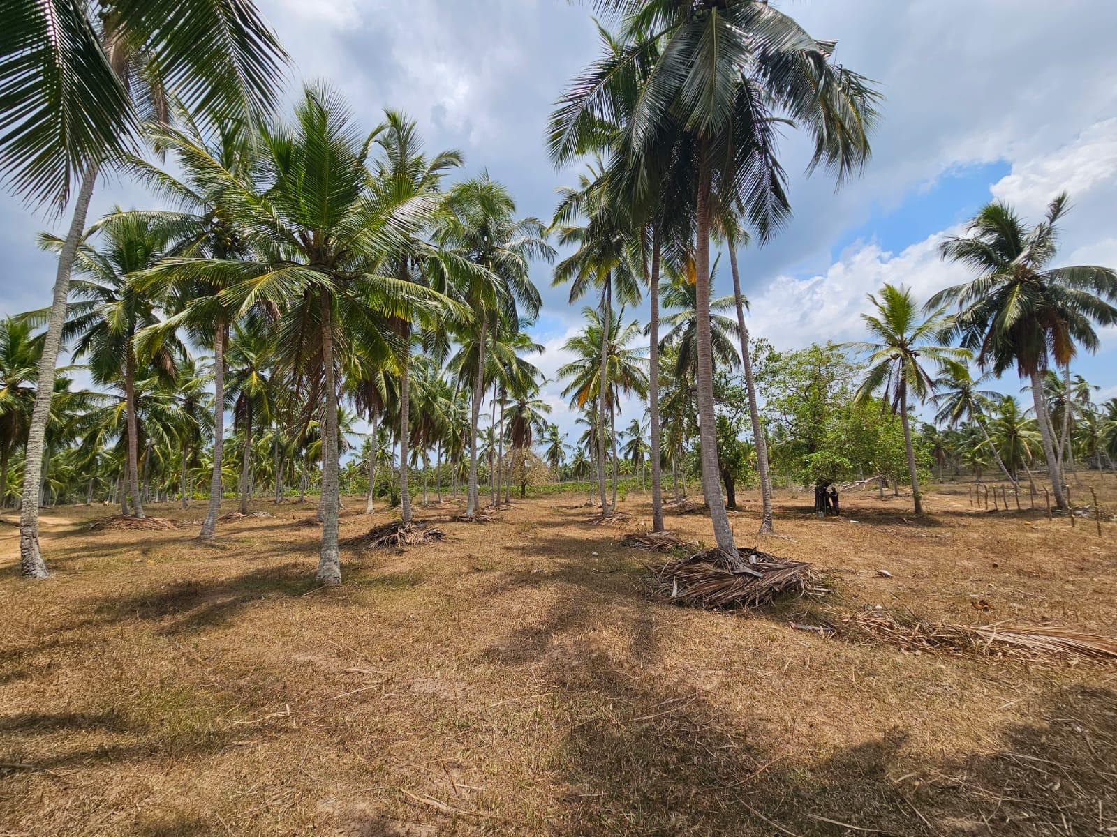 Narayan Foods plantations